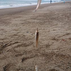 キス復活の兆し