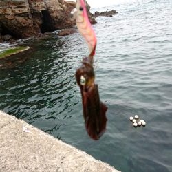 秋イカスタート！