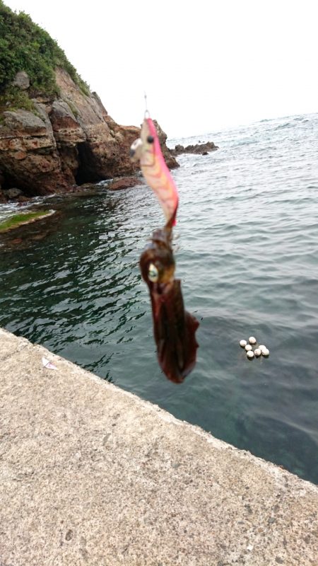 秋イカスタート！