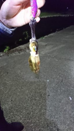 アオリ新子とボロボロの魚