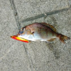 アジングでアジを連発したかったのですが．．．