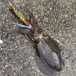 和歌山夏イカ狙いのエギングでキロアップ