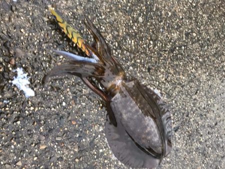 和歌山夏イカ狙いのエギングでキロアップ