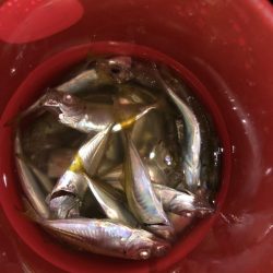 お盆の福井でサビキでアジとちょい投げでキスの釣果