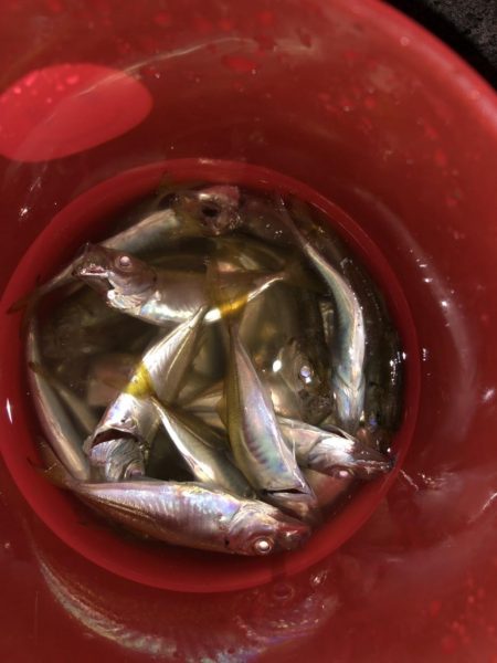 お盆の福井でサビキでアジとちょい投げでキスの釣果