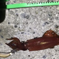 今期初ケンサキ