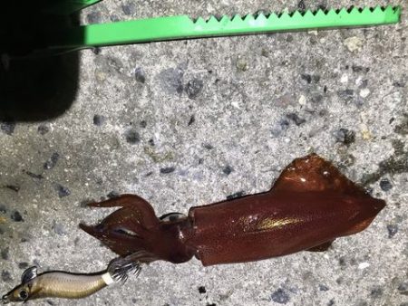 今期初ケンサキ