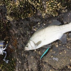 シオ ツバス ヒラセイゴ  パラダイス