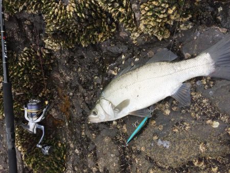 シオ ツバス ヒラセイゴ  パラダイス