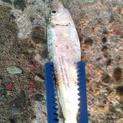 浜名湖　アジングゲーム