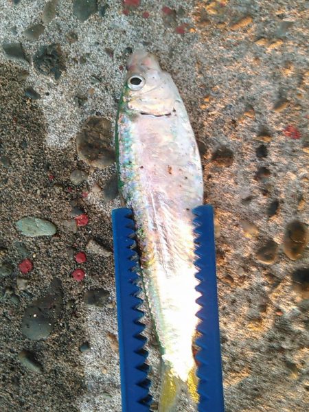 浜名湖　アジングゲーム