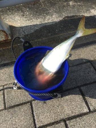 ひさびさのツバス