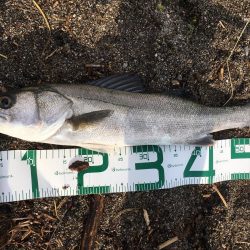 米代川河口シーバス