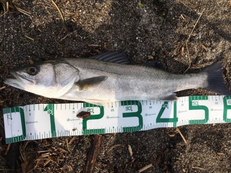 米代川河口シーバス