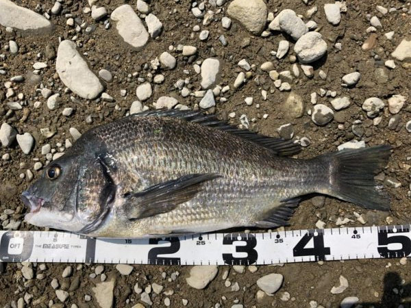 イチノ兄弟、釣果！