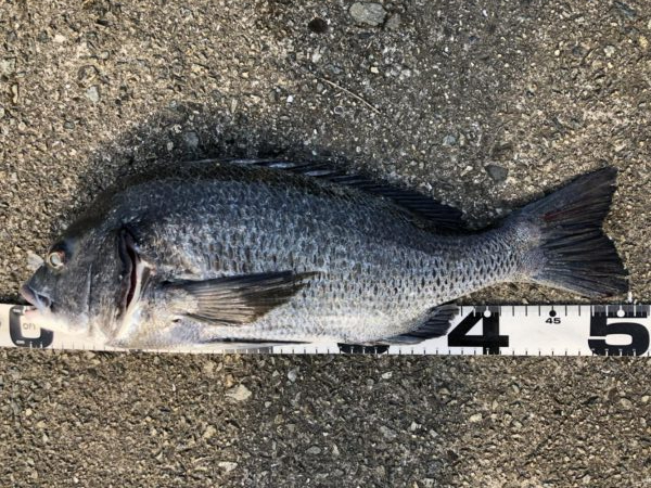 イチノ兄弟、釣果！！