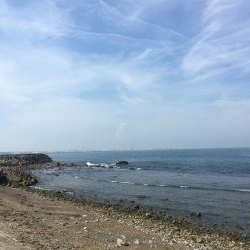 クサフグ大発生