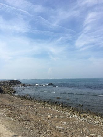 クサフグ大発生