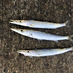 夏のライトショアジギング6