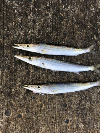 夏のライトショアジギング6