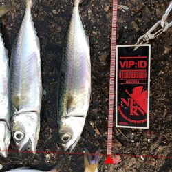 強制日光浴野郎