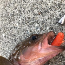 逆鱗のアコウゲーム