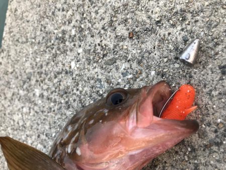 逆鱗のアコウゲーム