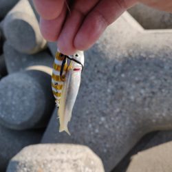 キジハタとカマス