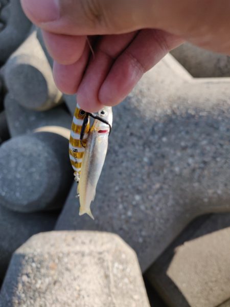 キジハタとカマス