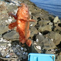 猛暑のロックフィッシュ