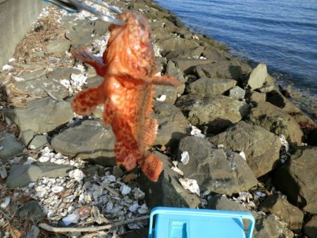 猛暑のロックフィッシュ