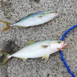 夕まずめの2ヒット