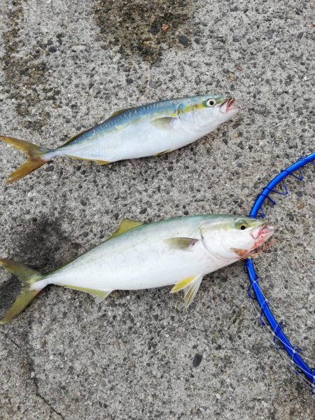 夕まずめの2ヒット