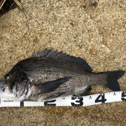 イチノ兄弟、釣果！！