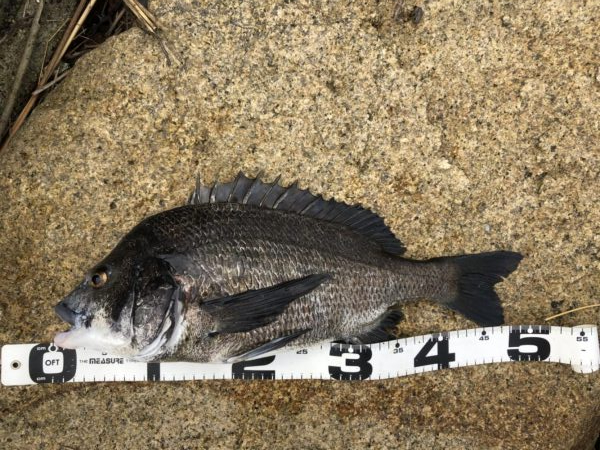 イチノ兄弟、釣果！！