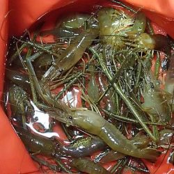 手長エビ シーズンピーク