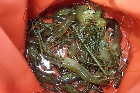 手長エビ シーズンピーク