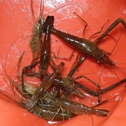 手長エビ 釣り荒れたか？