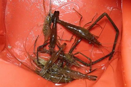 手長エビ 釣り荒れたか？
