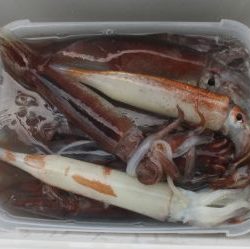 スルメイカ釣り