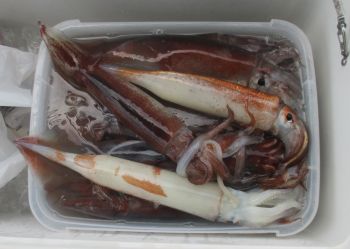 スルメイカ釣り