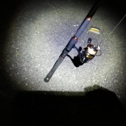 チーバス釣れた~