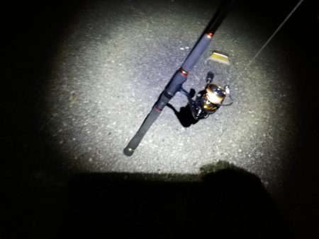 チーバス釣れた~