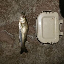 夜釣り　~若洲海浜公園~