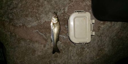 夜釣り　~若洲海浜公園~