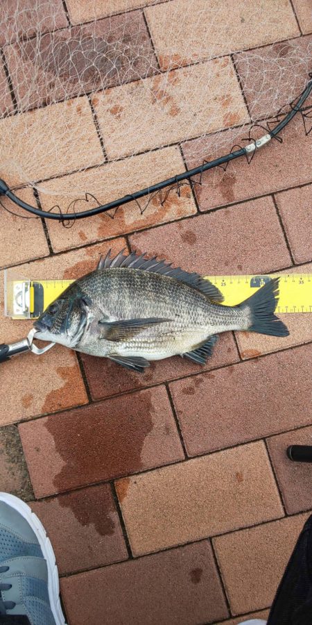 数釣り堪能　~辰巳橋付近~