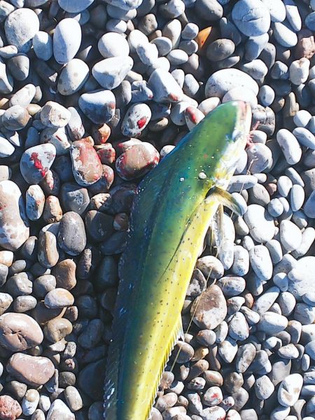 ワンピッチ？ジャカジャカ？