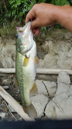今日も朝６時から大隅湖行ってきました