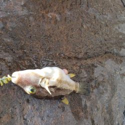 ライトロックゲーム