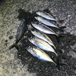 瀬戸内の島アジング（2019-13)